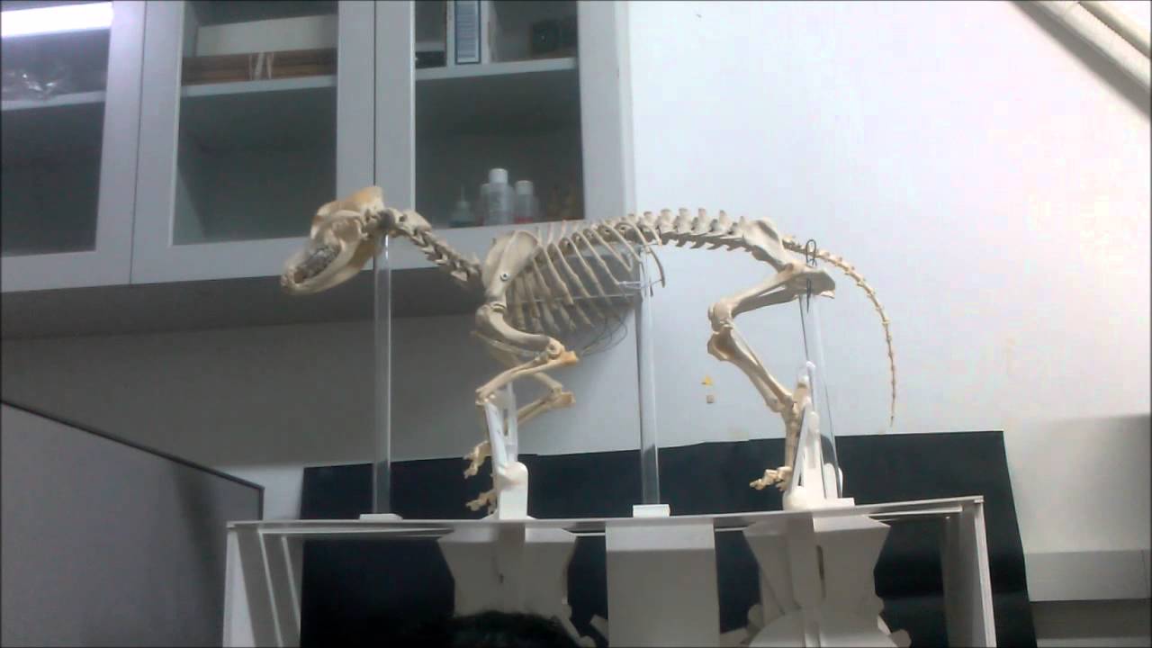 walking dog skeleton YouTube