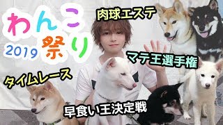 【わんこ祭り 2019】柴犬ちゃん達が自信満々に様々な対決をした結果、ヤバすぎた！ dog festival , Shiba Inu