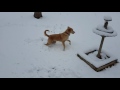 Dog from Puerto Rico sees snow for the first time.