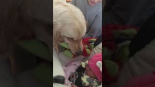 Dog meets baby sister for the first time