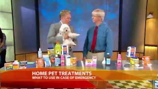 Household Items That Can Help Treat Your Pet