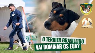 O Terrier Brasileiro Ou Fox Paulistinha Foi Reconhecida Na Akc? Cinofilia Digital