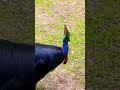 🇲🇾 Helmkasuar - Dinosaurs are still alive - BIRD PARK KL