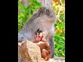 LOVELY BABY MONKEY, Amazing mom talk&talk motivated baby San to jump down stone succeed 💪 #monkey
