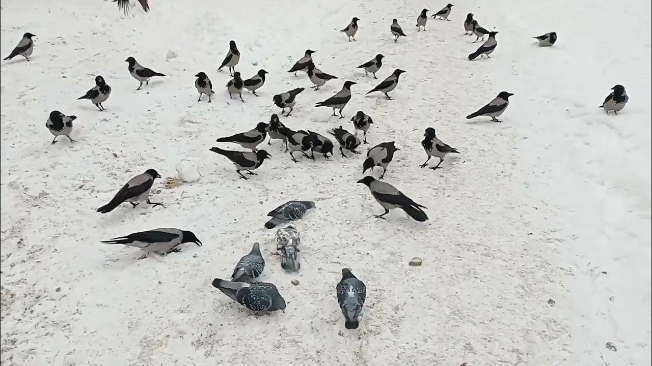 Where winter crows go. Where winter crows go