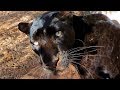 Leopards Marking Their Territory | The Lion Whisperer