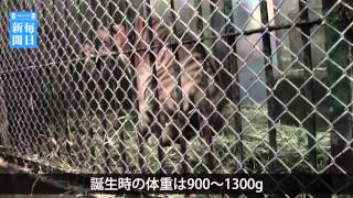 アムールトラ：三つ子すくすく　山口・徳山動物園で初の繁殖