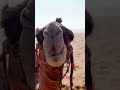 Why Camels Survive Extreme Deserts