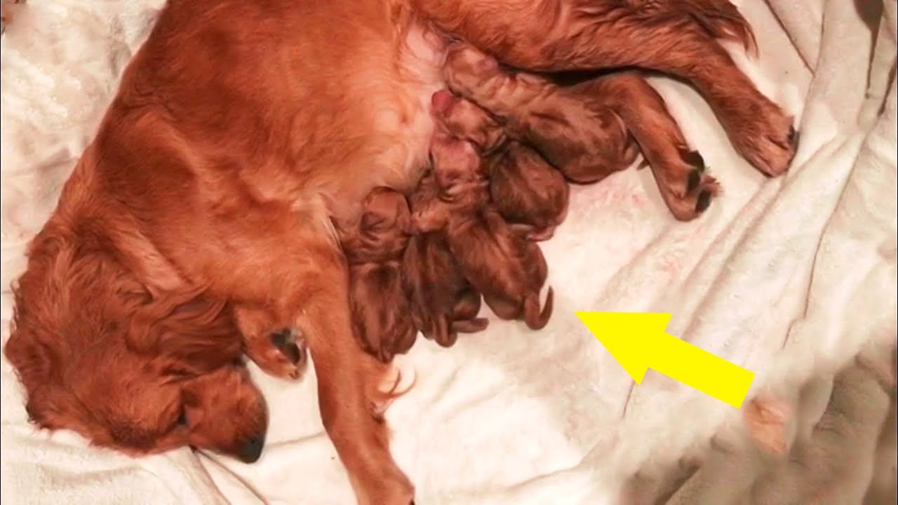 This Pregnant Dog Was Huge. As She Gave Birth, They Knew X Rays Hadn’t ...