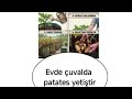Evde çuvalda patates yetiştir