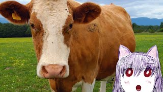 Lab Grown Organic Honey And You