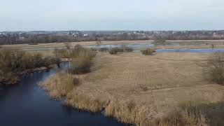 Narew