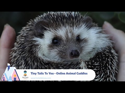 Snowsgiving 2020 Day 4: Cute Animal Stream - Snowsgiving 2020 Day 4: Cute Animal Stream