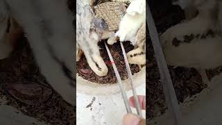 Chicks Enter In The Live Food Bowl