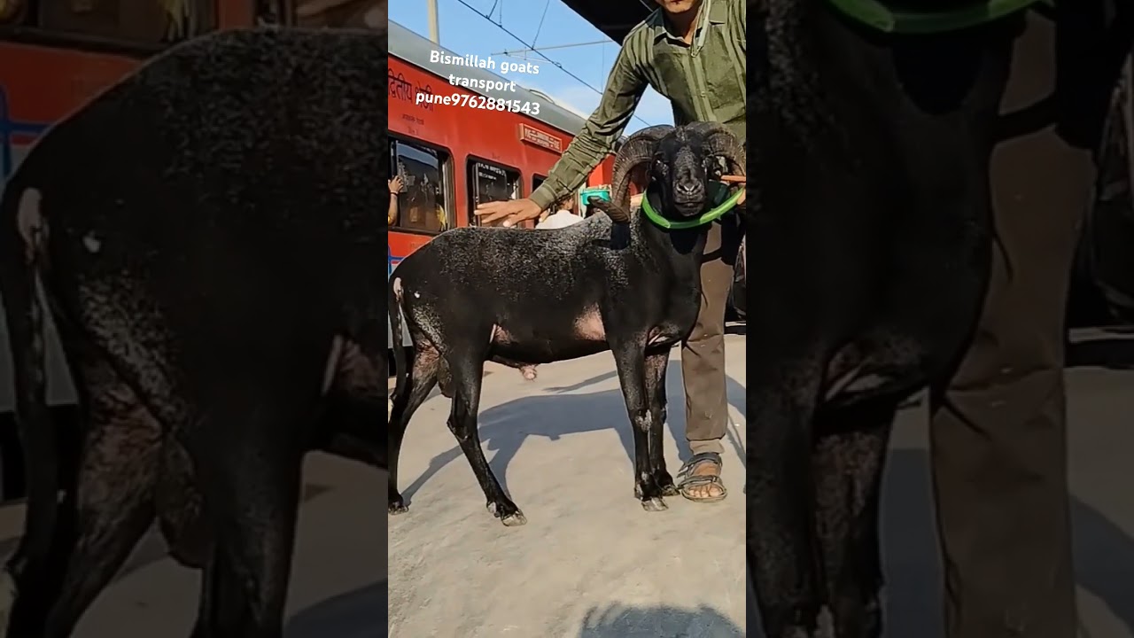 Bismillah goats transport pune9762881543 | Desi ram sheep | bollywood | hollywood | salman khan
