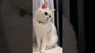 Adorable Mochi Cat Compilation  Cutest British Shorthair Kittens