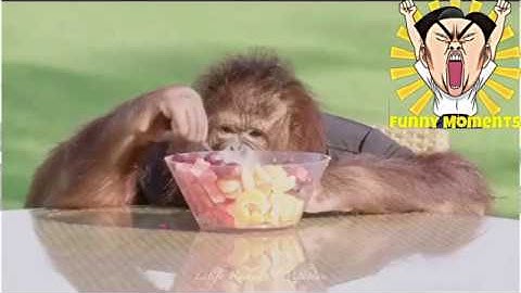 TOP những khoảng khắc vui nhộn của động vật |#5| Funny Animals