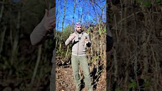 Krogulec  #zwierzaki #animals #animalhelp #nature #zwierzęta #birds #ciekawostki