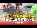 綠鬣蜥入侵台東