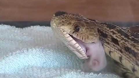 Gopher Snake swallows fuzzy alive (feet first) _ reupload _ full video