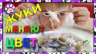 НАСЕКОМЫЕ ЖУКИ и СТРЕКОЗА МЕНЯЮТ ЦВЕТ Big Animal World 🦋🦋🦋