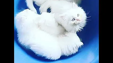 Watch the video about Doll face white blue eye kittens