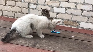 Kittens Play With Fidget Spinner
