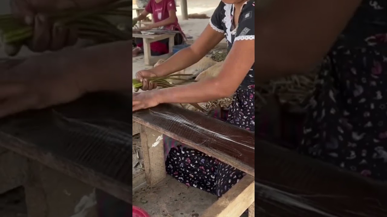 Harvesting lotus silk 
