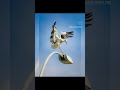 #shorts #photoshop #tutorial #birds #fotografia #nature #edicioncompleta #ediciónfotográfica