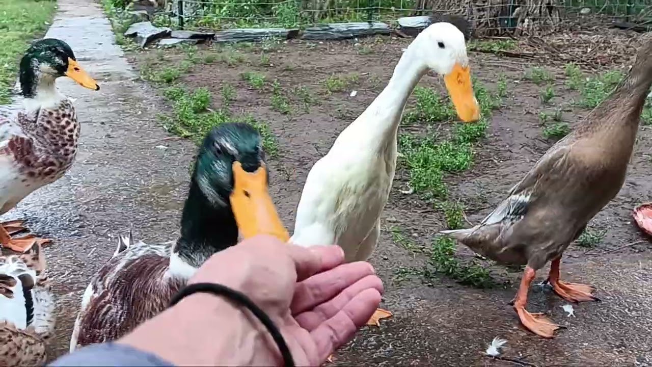 Duckies love rain, mud and grapes 8/30/25 114 days old