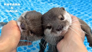 しゃべりながらプールで同時攻撃しかけてくるカワウソ　Otters Ambush Me in the Pool with Different Attack Styles!