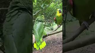 Stunning Nature | Birds Sounds | Learn Names of Birds shorts