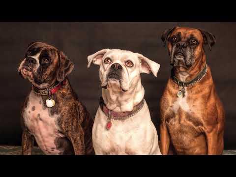 Videó: A Kutyák Kullancsainak Megszabadulásának és Megelőzésének 10 Legjobb Módja