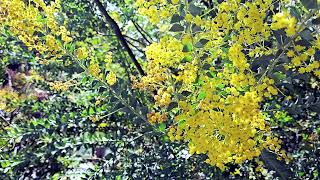 Yellow Flowers For A Happy Garden