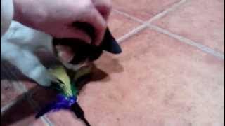 Gata COLIBRINA Asociación ALBA www.albaonline.org 609291930 Adoptar!!!