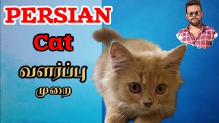 Persian cat health and valarpu #persiancat #persiancathealth #persiancatvideos