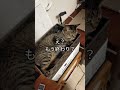 箱ねこのフィーネ　#cat #猫 #きじとら #かわいい