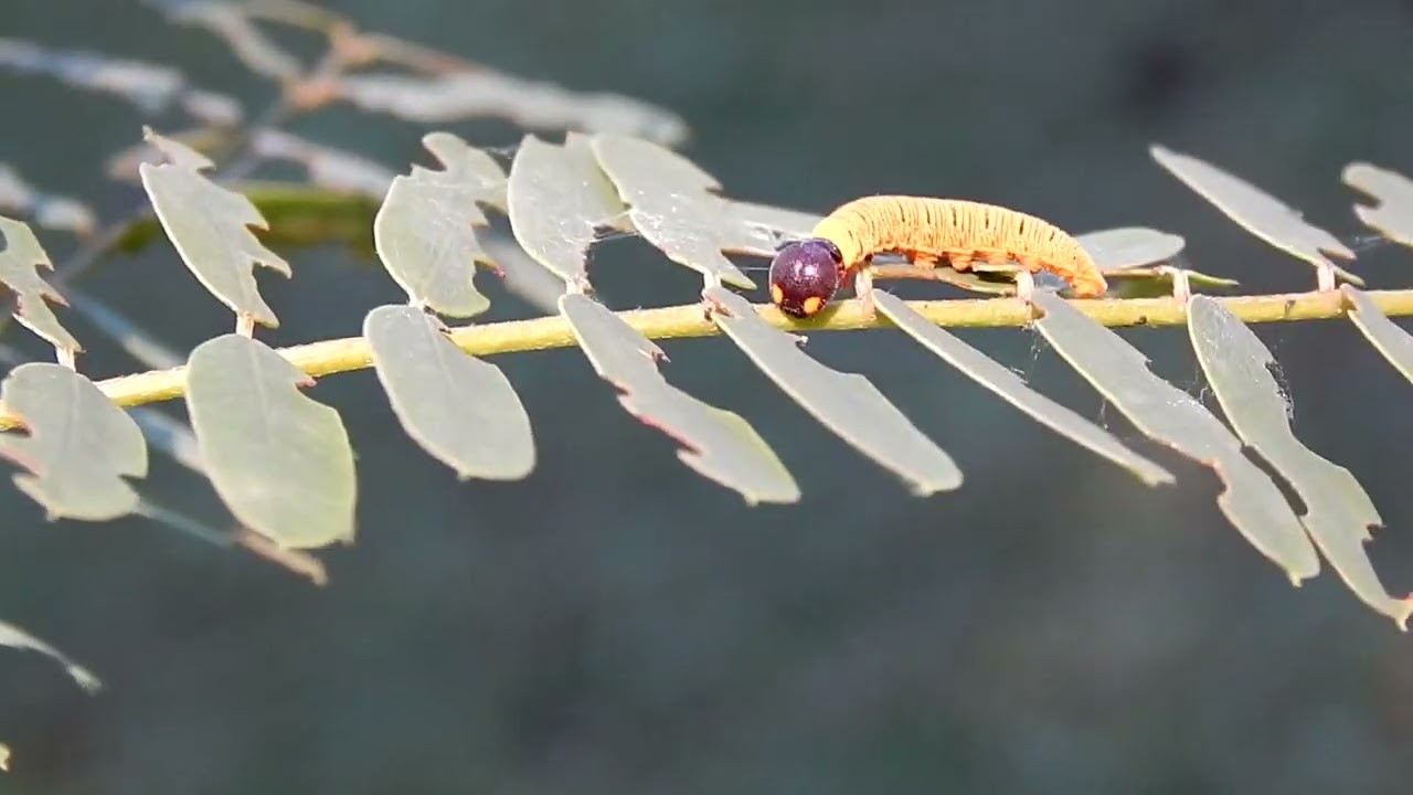 This Caterpillar Looks Like A Little Alien; The Silver Spotted Skipper Caterpillar
