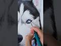How To Paint A Husky Dog With Watercolors TheHuskyMoon Art Shorts Dogdrawings Huskydog 