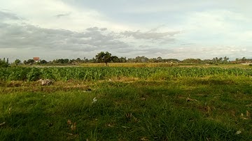 In natural and beautiful rice fields in the countryside of Java Island | No Copyright