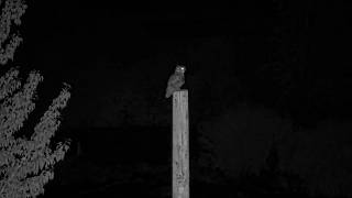 Iris Defends Nest From Nearby Great Horned Owl On Hellgate Osprey Cam | July 13, 2026