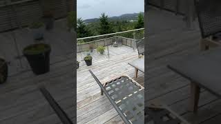 Hawk Rescue How To Rescue A Small Bird Of Prey.