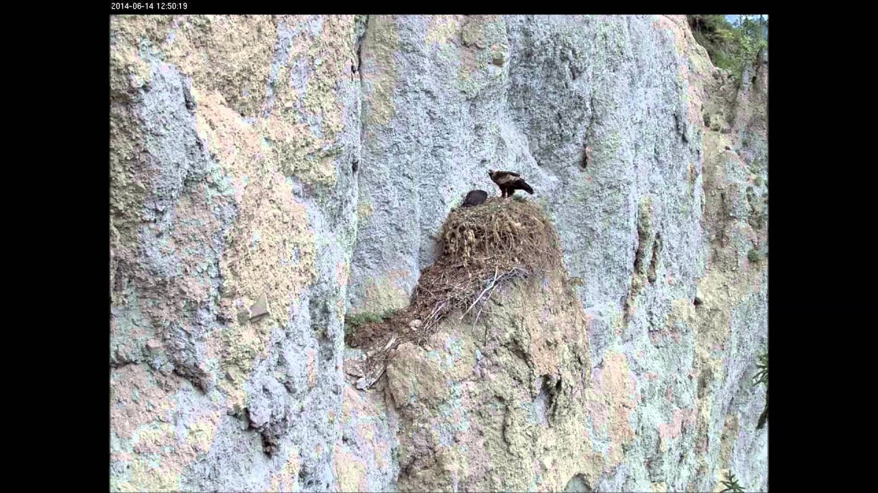 Adlerhorst im Nationalpark Gesäuse
