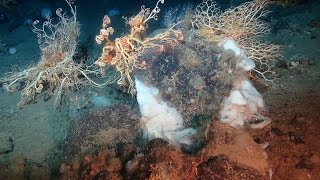 Deep-sea exploring with the Remotely Operated Vehicle – Ian Murdock