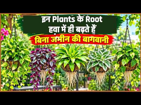 नहीं है Gardening की जगह तो हवा में उगाइए Plants! #gardeningtips #gardening