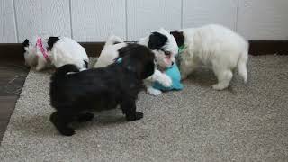 Havapoo Puppies For Sale @greenfieldpuppies