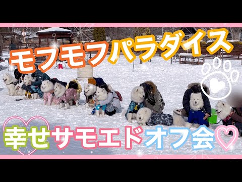 サモエド大集合♡♡ミール、山梨の雪原で初めてのオフ会(о´∀`о)♪✨