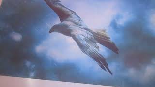 Birds  In A Storm- Original Song