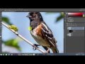 Photography Tutorials: Selective Sharpening in Photoshop CC