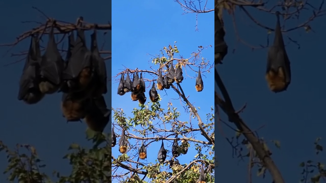 We are shocked to see these many bats in Bendigo Park, Victoria,  Australia 🇦🇺  